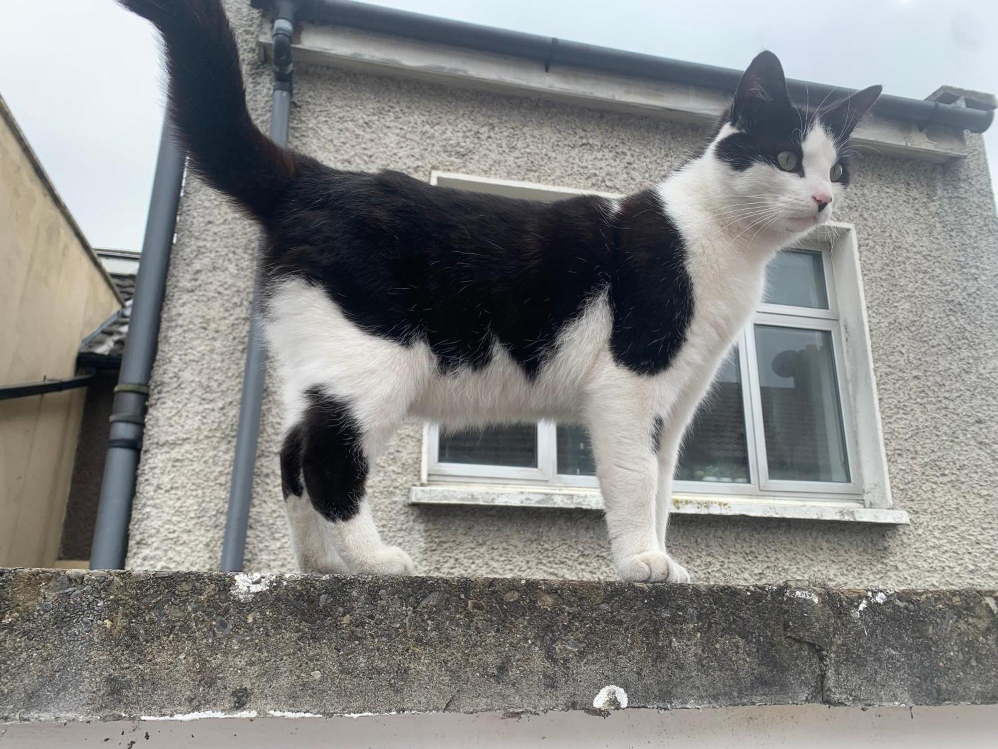 Wake Up With 2 Cats On Your Face Dublin Buitenkant foto